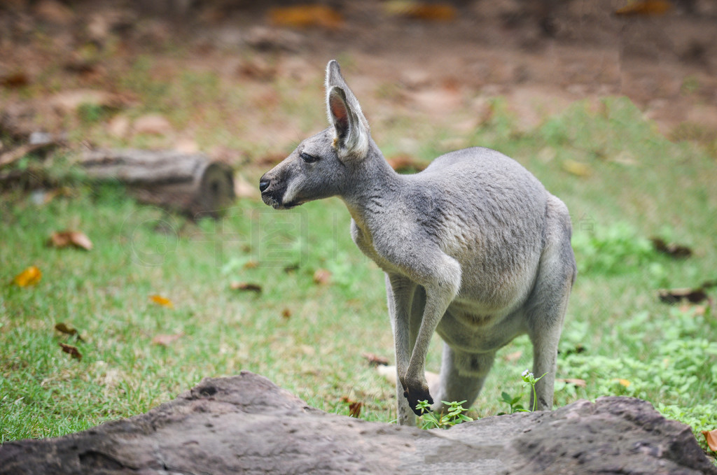 Bennet С쾱С / ݵϵ Macropus rufogriseus