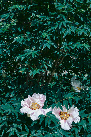 綠樹狀灌木,花園或公園裡有粉紅色的牡丹花蕾.