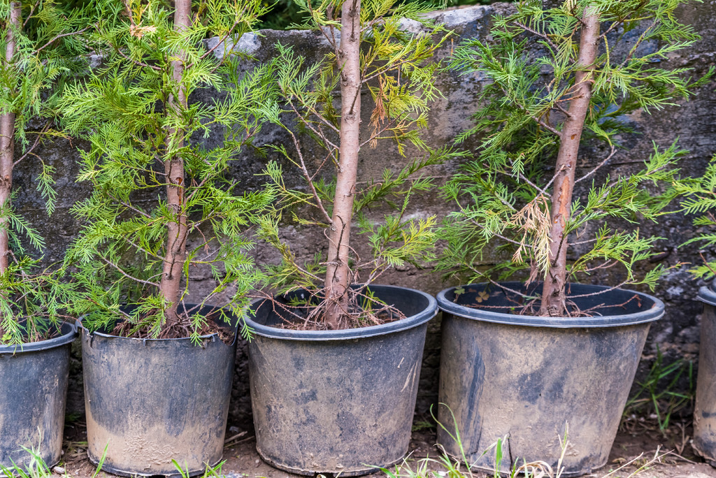 Thuja occidentalis Thuja occidentalis ǰưؿƵĳҶ°Ҷɫ