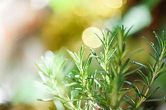 花园中种植的有机迷迭香植物提取精油/新鲜迷迭香草<i>本</i>自然绿色背景，选择性聚焦