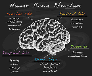 黑板上的生物學 i>人 /i> i>腦 /i>結構.大 i>腦 /i> i>圖 /i>.