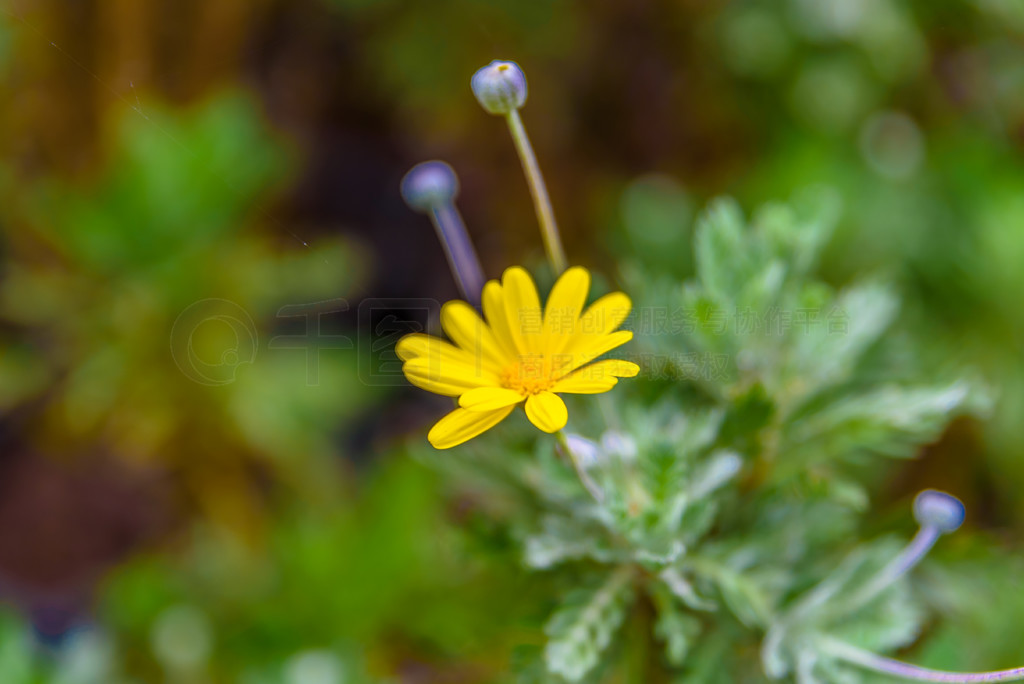 ͼ euryops chrysanthemoides޹ľաʢĹľϵľŶ޵ĳաڻ԰ĻɫĴۡ Euryops chrysanthemoides޹ľ