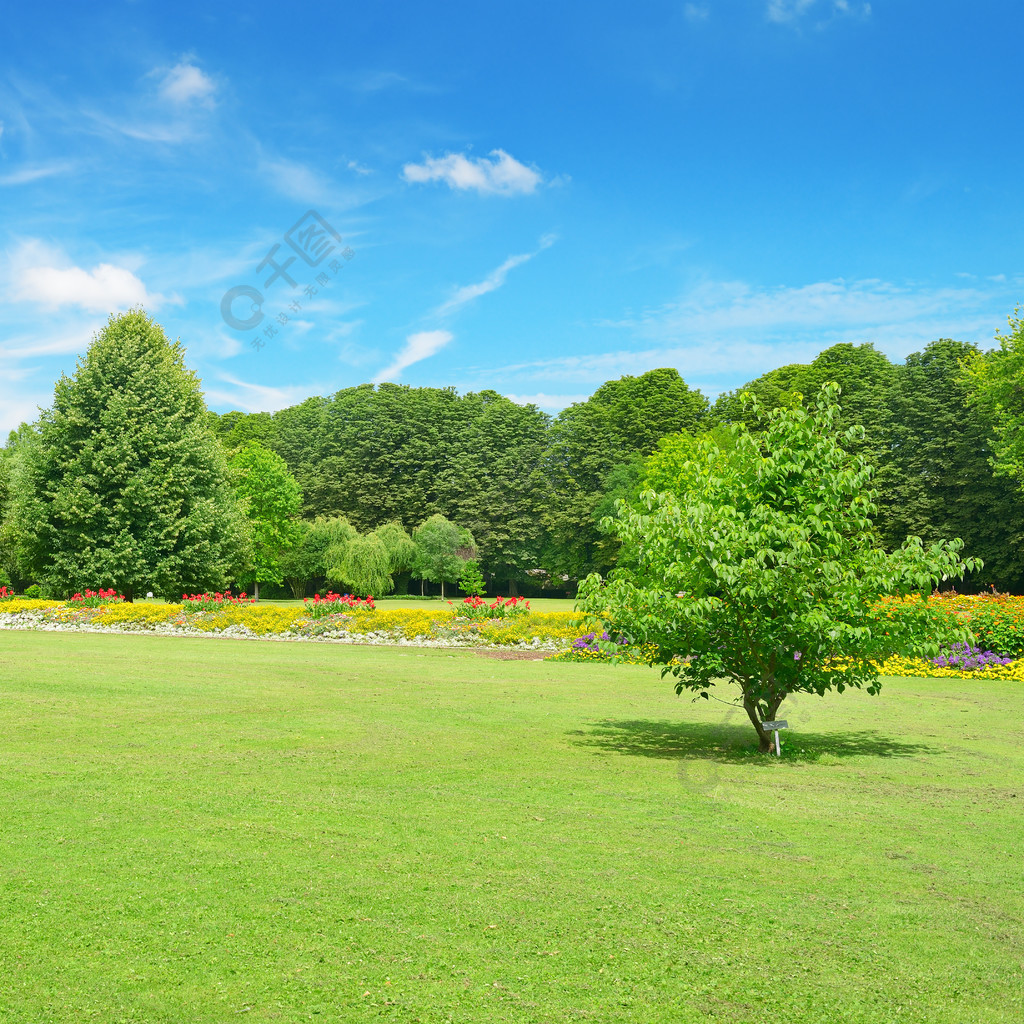 公園裡美麗的草地