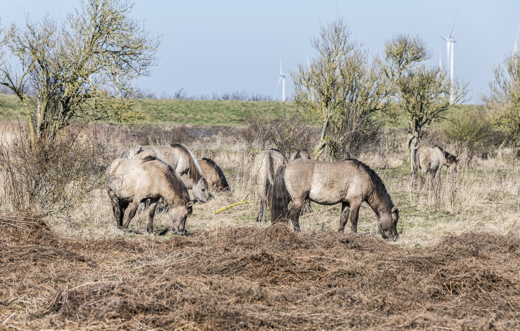 ҹ԰ Slikken van Heen  Konik ڶоͨڶ羰 Konik 