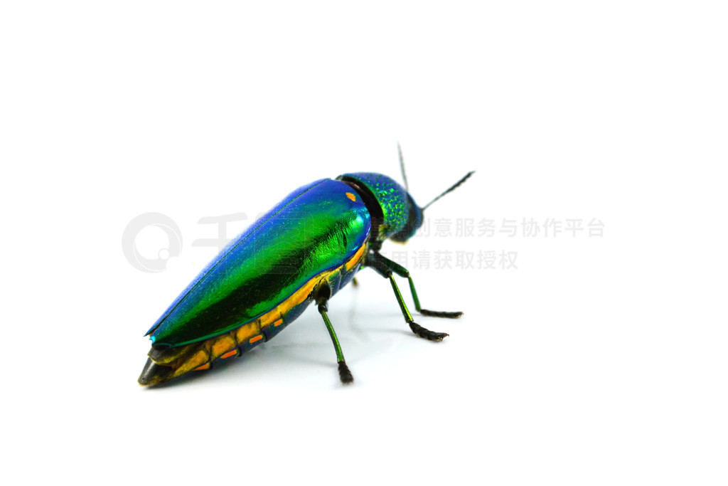 ɫͻԵıʯ׳  ƽľ/Buprestid ɫ