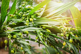 薏苡仁淚薏苡/薏苡仁綠果樹上 — 鮮薏米生薏苡仁選擇性焦點