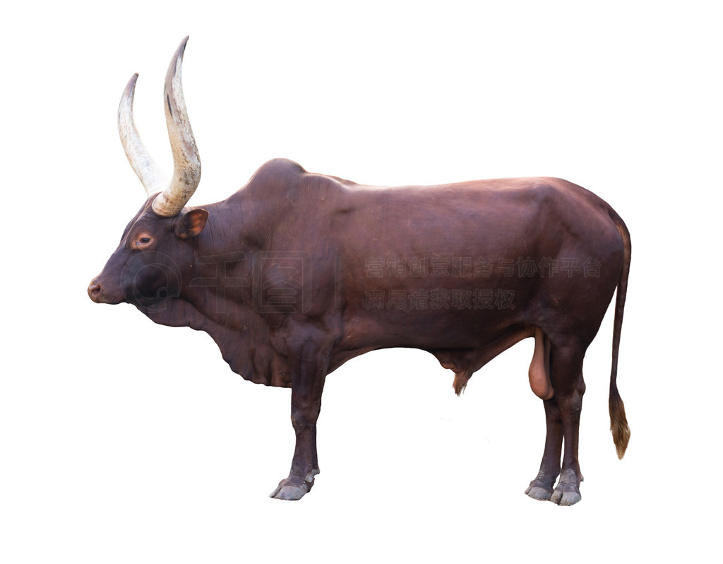 ڰɫϵԽ watusi