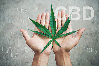 手握具有 cbd <i>thc</i> 化学结构的大麻叶