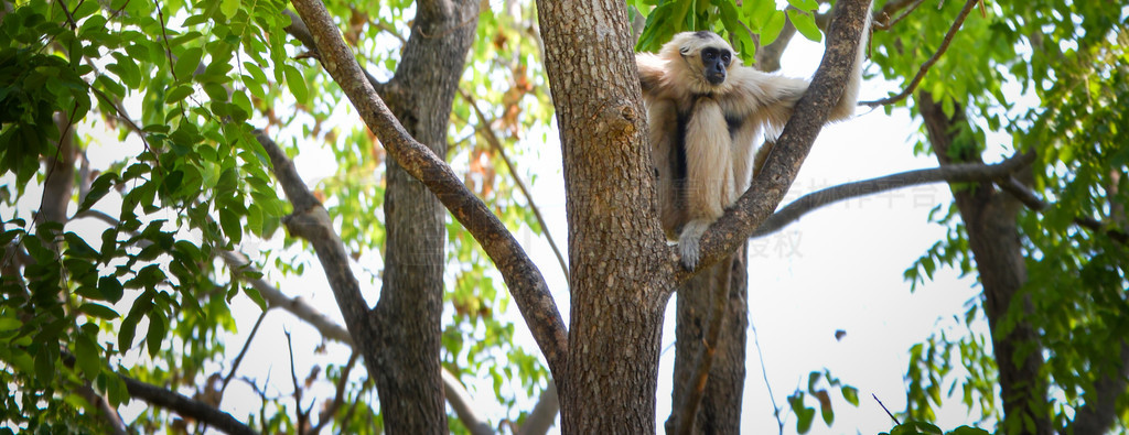 Hoolock Gibbon ɫͺɫԳڹҹ԰ / Hylobates lar