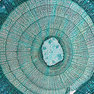 椴树二年生茎横切图图片