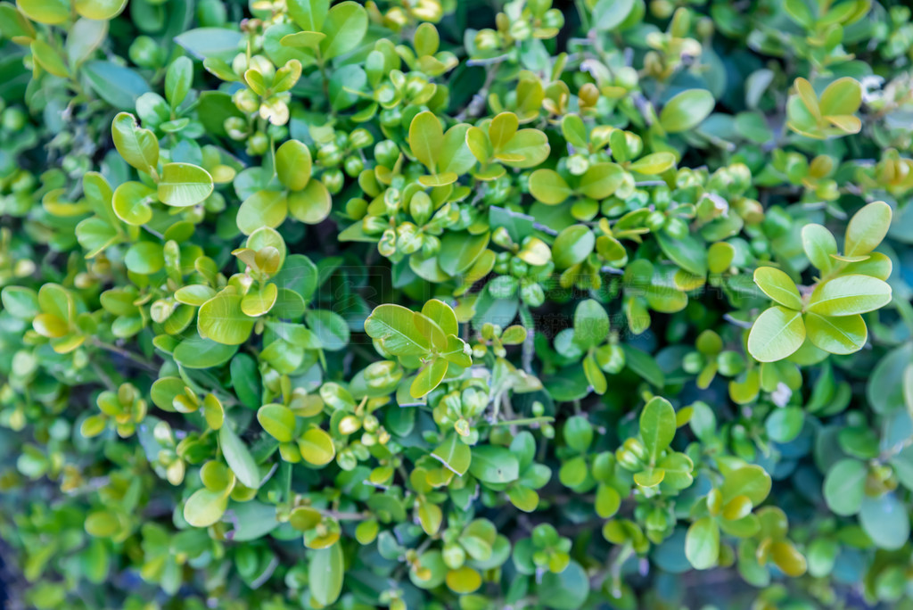 ɫľϸڣҶӵ֦԰ʵҶ Buxus sempervirens̹ľľȻедɫľϸ