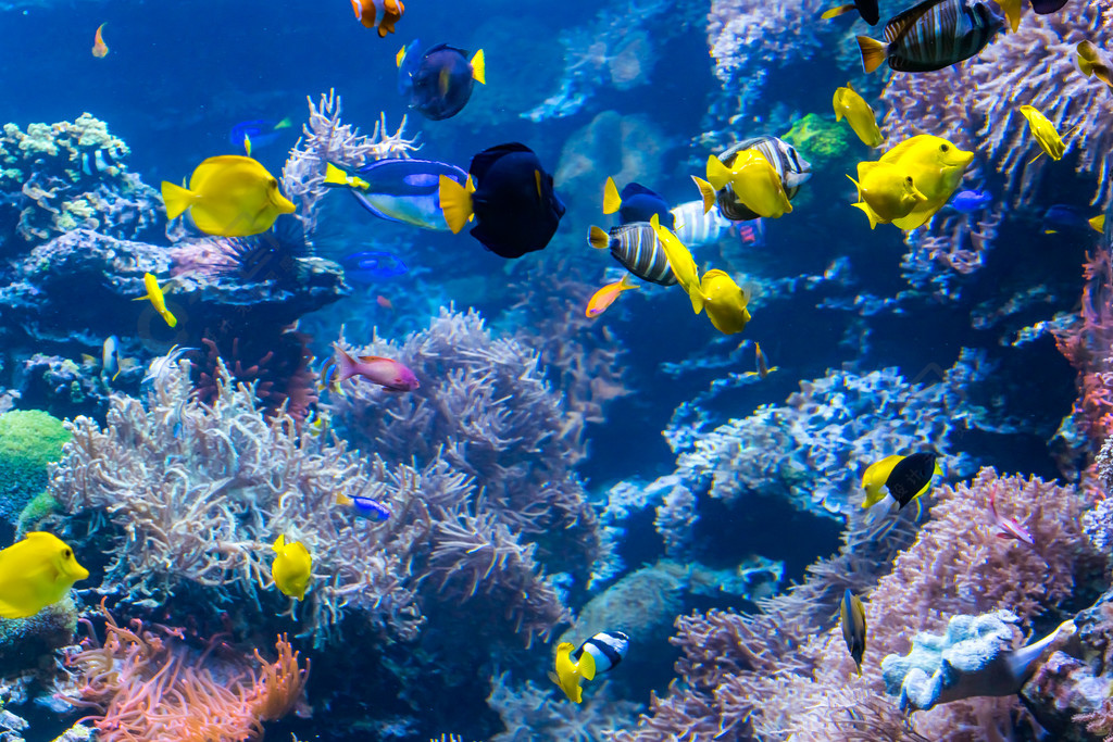 與五顏六色的魚和海洋生物的水下的珊瑚礁風景