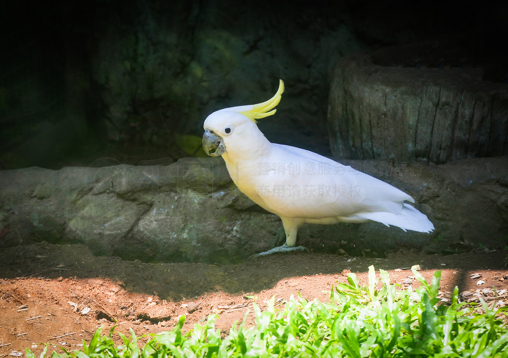 ڵϵĻƹڷͷ / Cacatua galerita Sulfur