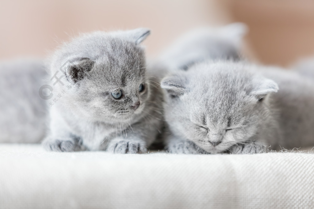 两只可爱的小猫一个在睡觉另一个在看着他英国短毛猫两只可爱的英国