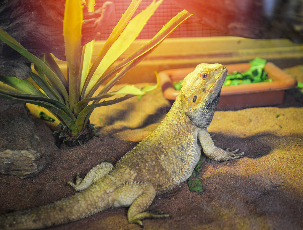 ڵϵĺ  ĴɳĮ/Pogona Vitticeps