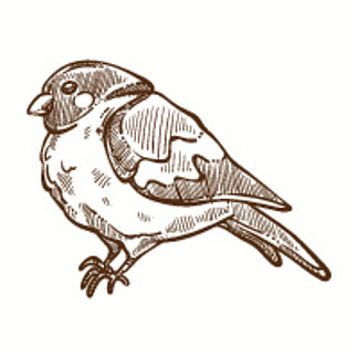 带羽毛单色素描轮廓的红腹灰雀冬鸟
