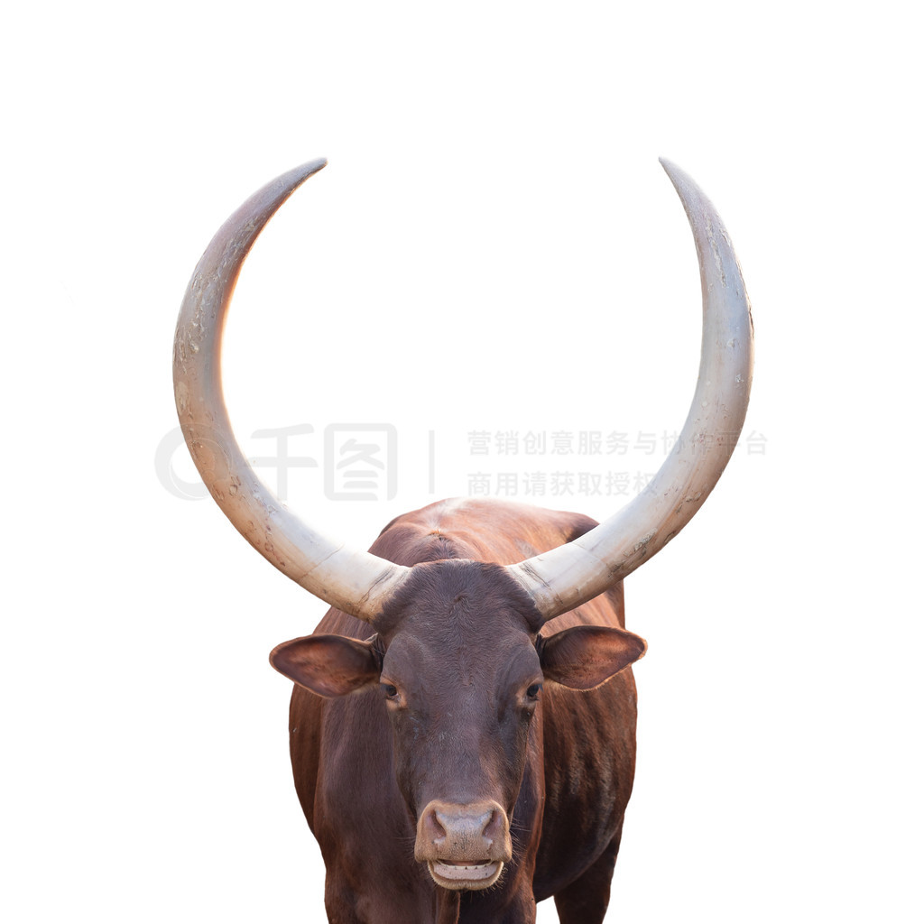 ڰɫϵŮԽ watusi