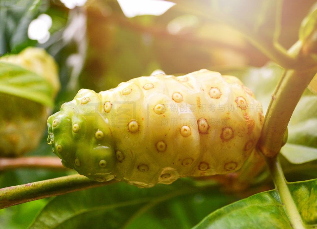 ŵҩ/ϵŵ -  Great morinda, Beach mulberry