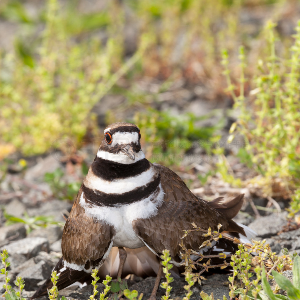 Killdeer ʱдͷü赸