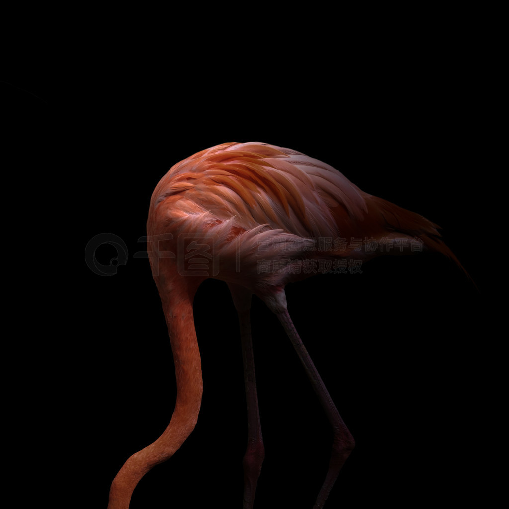  (Phoenicopterus ruber) ɫ