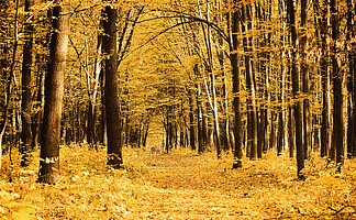 穿过秋天森林的小路