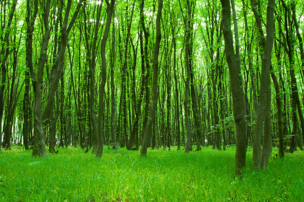 绿色森林微信图片大全图片