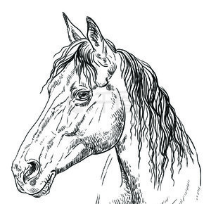 在配置文件的马头在白色背景隔绝的单色颜色.矢量手绘插画