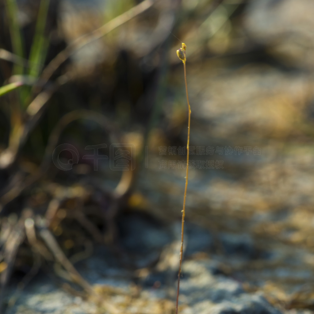 é (Drosera) ճҶϡé˵Ҷӡ