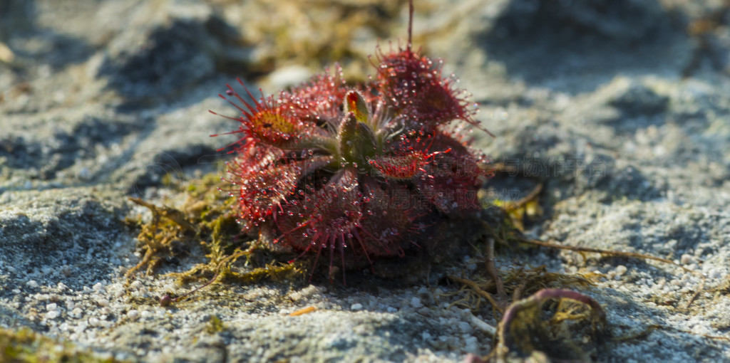 é (Drosera) ճҶϡé˵Ҷӡ