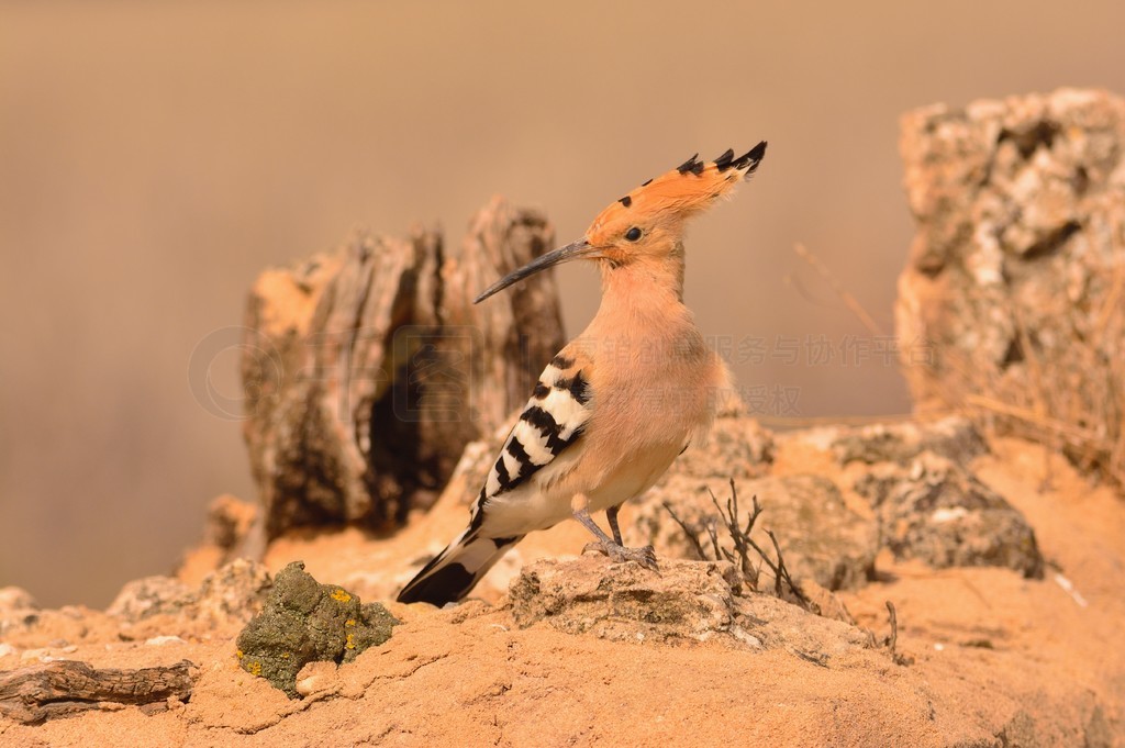 ŷ Hoopoe  Upupa epopsɫϢ֦ϣȴɫιС