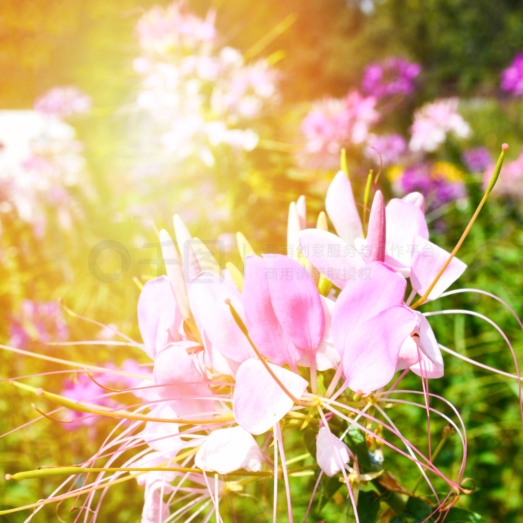 ﴺ԰֩뻨ۺ׻  Cleome hassleriana