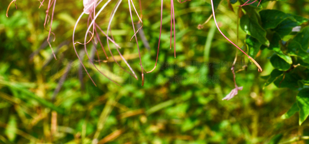 ﴺ԰֩뻨ۺ׻  Cleome hassleriana