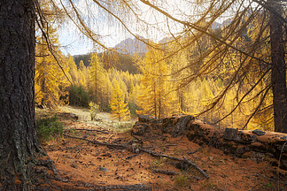 意大利多洛米蒂山瓦尔加迪纳山和黄树的秋季美丽风景