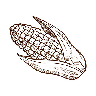 10素描,玉米的图形绘图,带叶子的玉米,白色背景上的单色平面矢量图