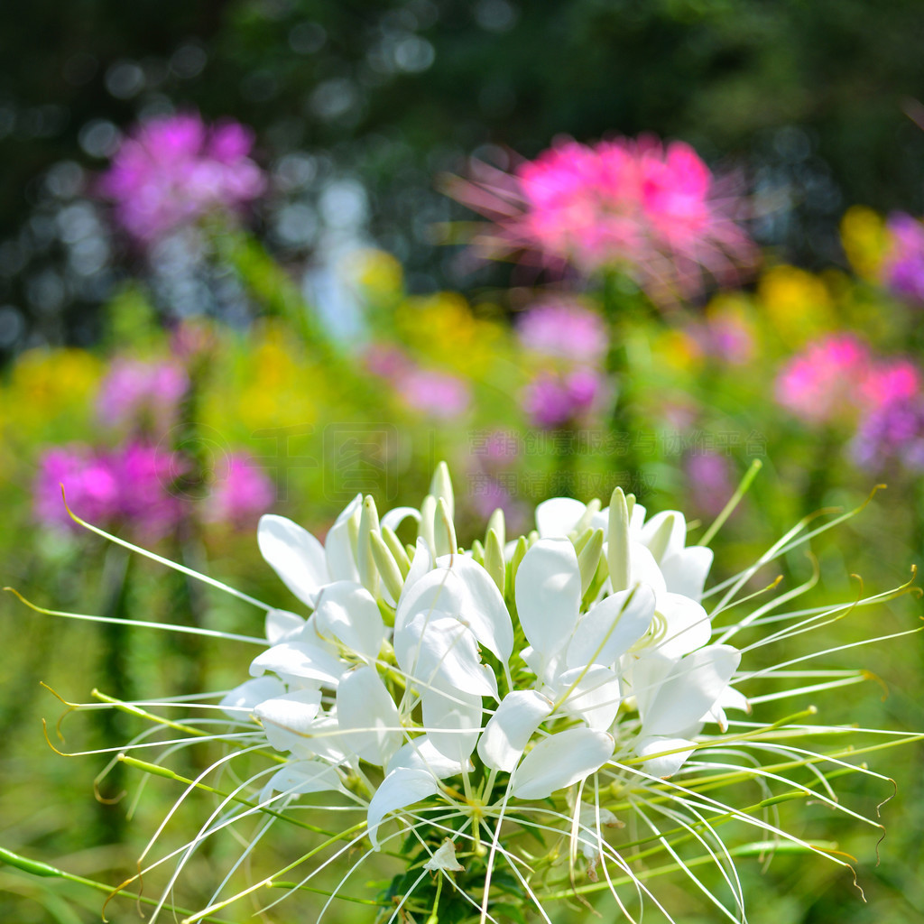 Ŀ֩뻨ɫ/Cleome hassleriana