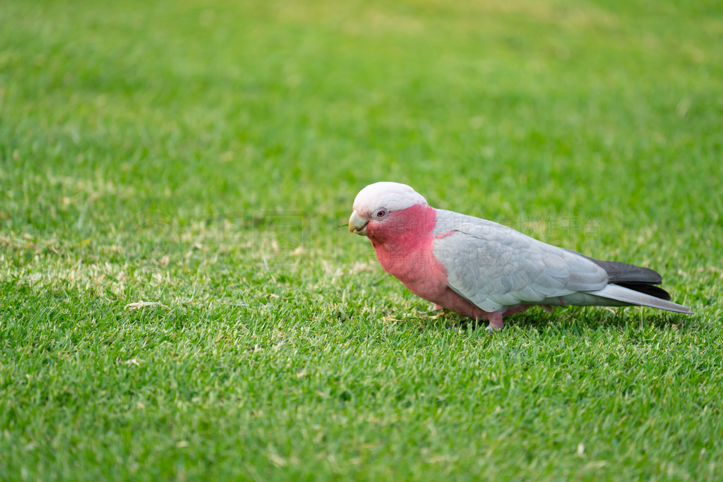 ҰİĴgalahs̲Ѱʳ