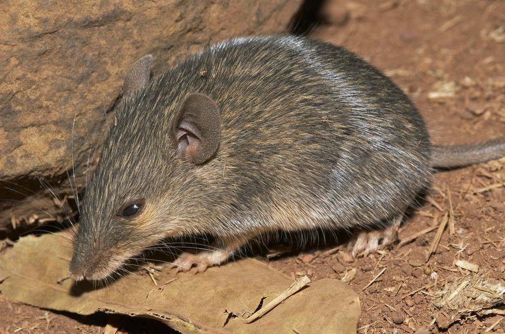 哺乳动物musbudoga田鼠摄于印度马哈拉施特拉邦马泰兰