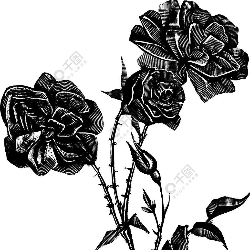 玫瑰花的复古复古线条艺术插图,绘画或矢量雕刻