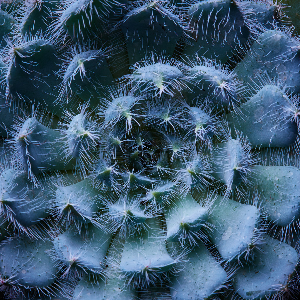 ֲ Echeveria Harmsii дͷɫëġȻ Macrophotos ֲ Echeveria