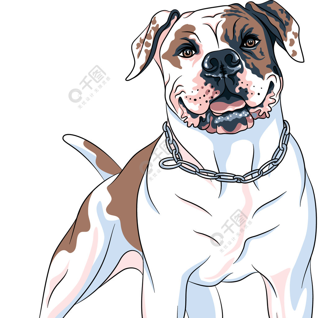 狗美国斗牛犬品种的矢量草图白色带有棕色和黑色斑块矢量素描狗美国