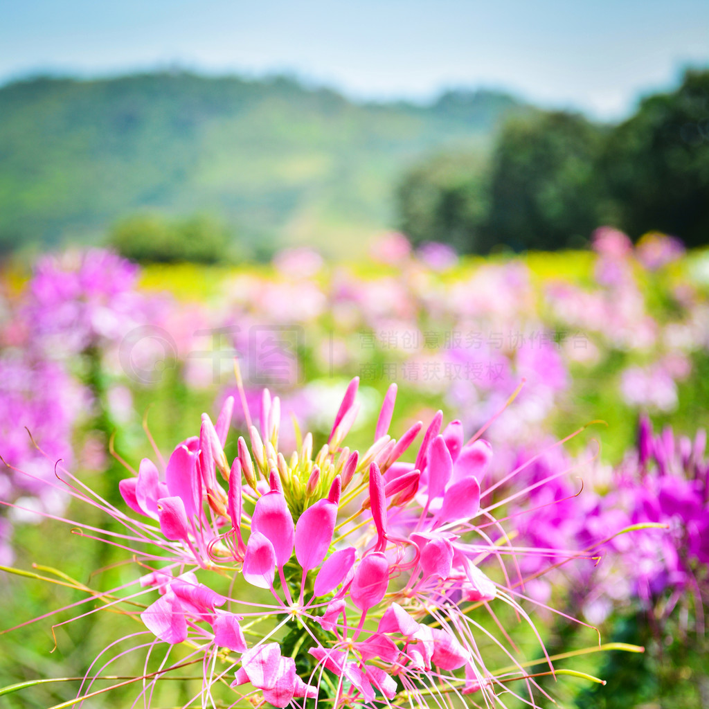 ﴺ԰֩뻨ۺ컨  Cleome hassleriana