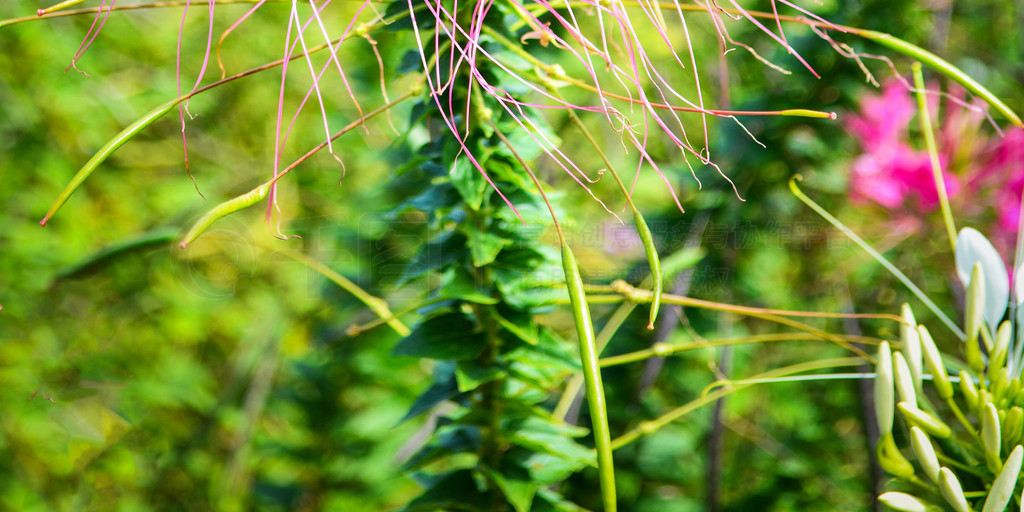 ﴺ԰֩뻨ۺ컨  Cleome hassleriana