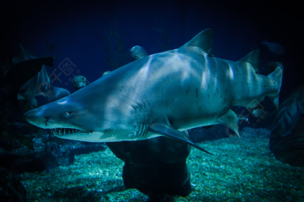 大白鲨图片水下海游泳海洋中的海洋生物大型锯齿鲨或沙虎鲨