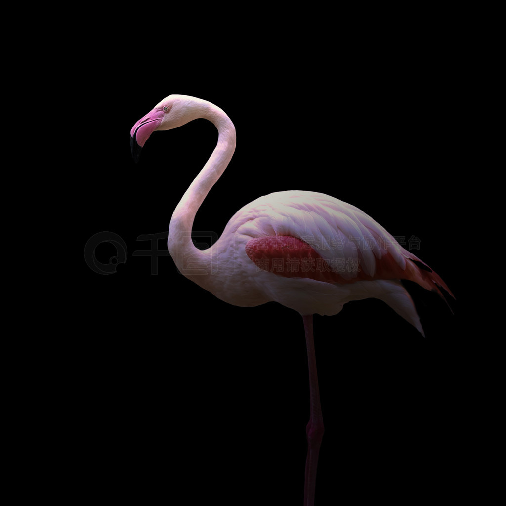 վںڰеĴ (Phoenicopterus roseus)