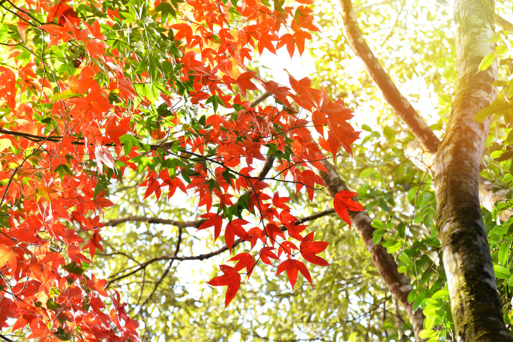 ҶڷɫļɭҶɫ仯羰ͼȻ/Acer palmatum, Acer calcaratum Gagnep