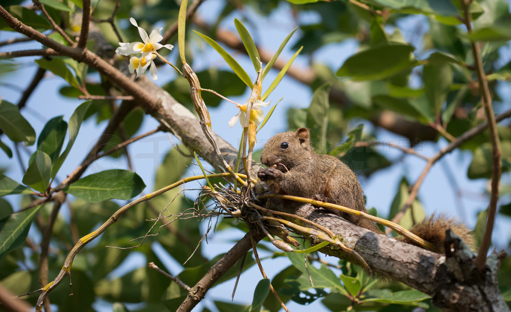 ˹츹 (Callosciurus erythraeus)