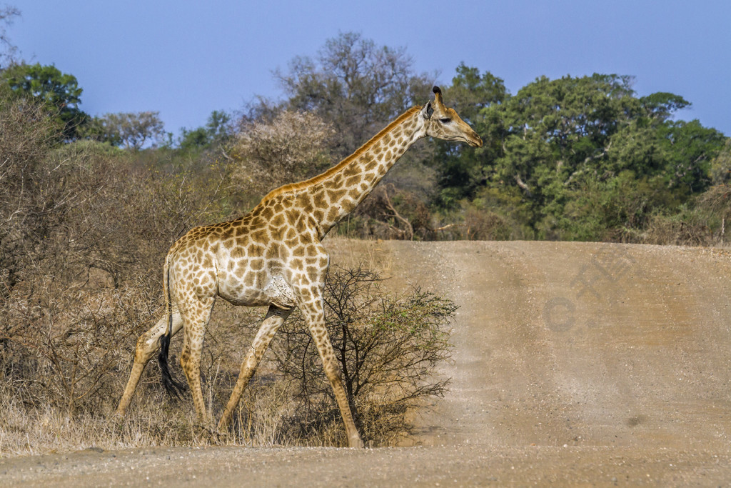 种长颈鹿camelopardalis长颈鹿科南非克鲁格国家公园的长颈鹿