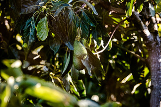 鳄梨，<i>绿</i>金，时尚水果，适合健康脂肪的饮食，挂在树上。