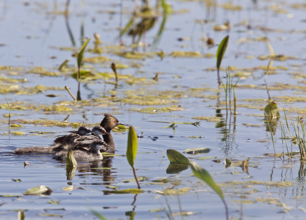 ô˹ʡ Grebe С