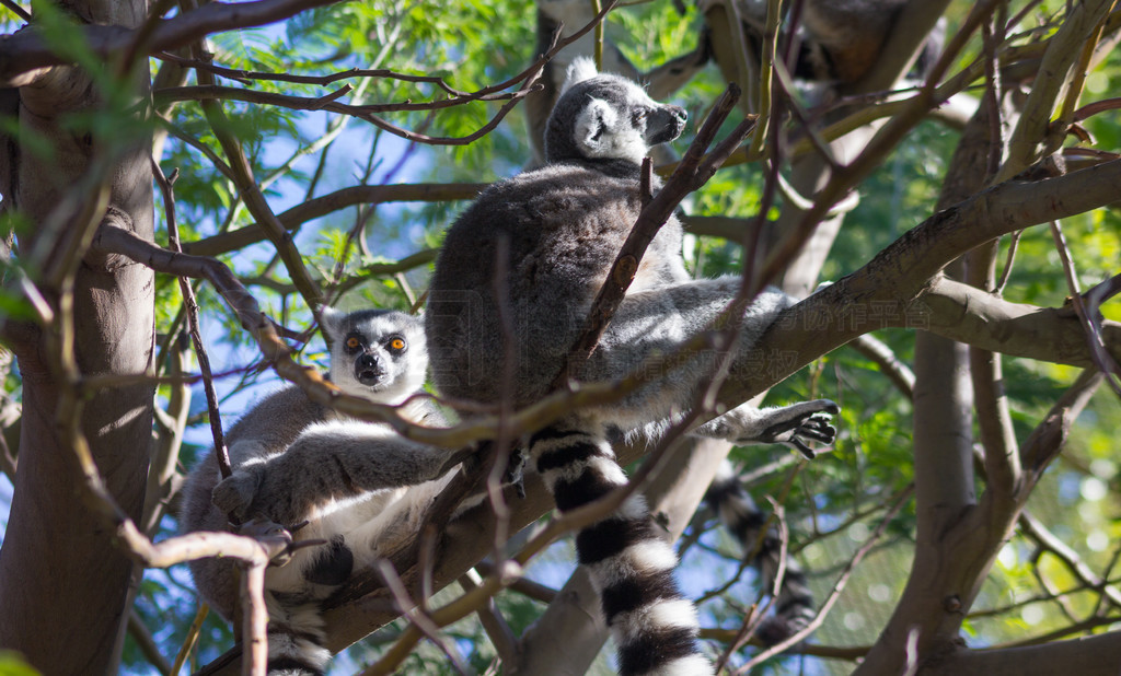 βǰ (Lemur catta)